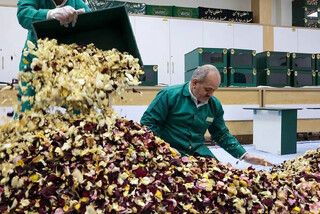 گشتی در مسیر نور و هنر؛ روایت فعالان امربه‌معروف از عظمت موزه‌ها و شمیم رضوان
