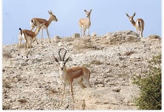 سازمان حفاظت محیط زیست: ادعای فرار آهوهای جزیره خارگ بر اثر انفجار صحت ندارد
