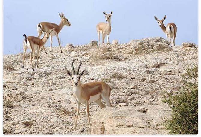 سازمان حفاظت محیط زیست: ادعای فرار آهوهای جزیره خارگ بر اثر انفجار صحت ندارد
