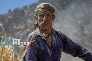 عکس | فصل کشت و کار عشایر بختیاری