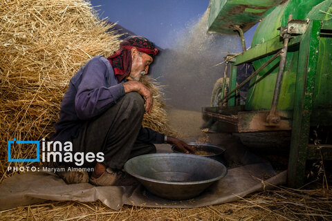 عکس | فصل کشت و کار عشایر بختیاری