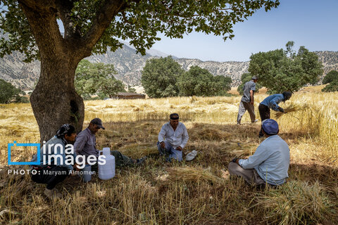 عکس | فصل کشت و کار عشایر بختیاری