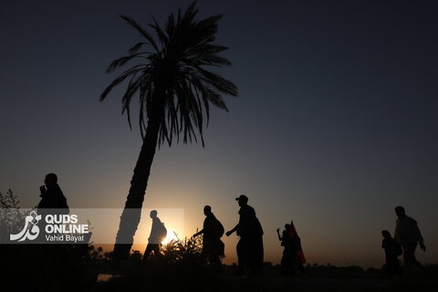 گزارش تصویری | پیاده روی زائران حسینی در مسیر نجف به کربلا