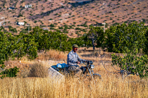 همه دنیا استهبان را به جنگل درختهای دیمش میشناسند/ چرخی در انجیرستان ایران