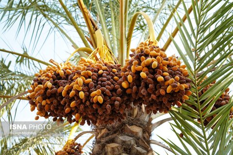 عکس | برداشت خرما (مخ بُرون) - بوشهر