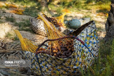 عکس | برداشت خرما (مخ بُرون) - بوشهر