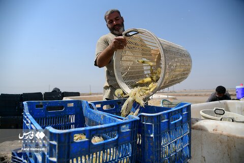 برداشت میگو از مزارع چوئبده