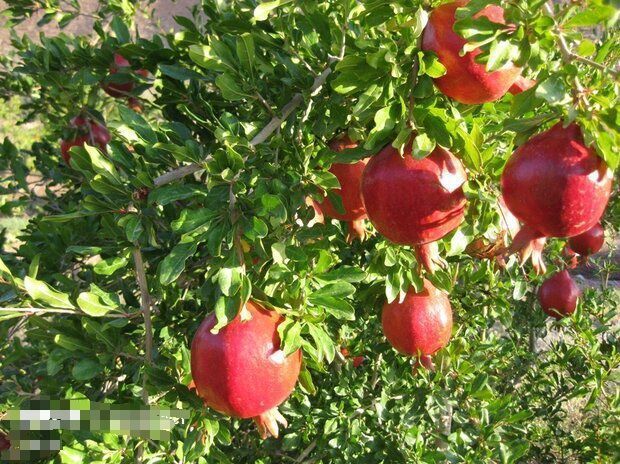 کاهش ۲۰ درصدی تولید انار خراسان جنوبی در پی تداوم خشکسالی و تنش آبی