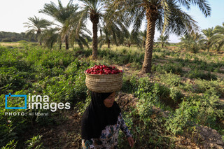 عکس | برداشت چای قرمز در روستای علوه