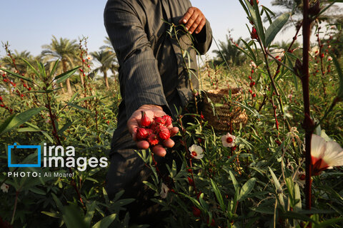 عکس | برداشت چای قرمز در روستای علوه
