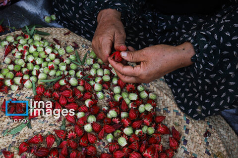 عکس | برداشت چای قرمز در روستای علوه