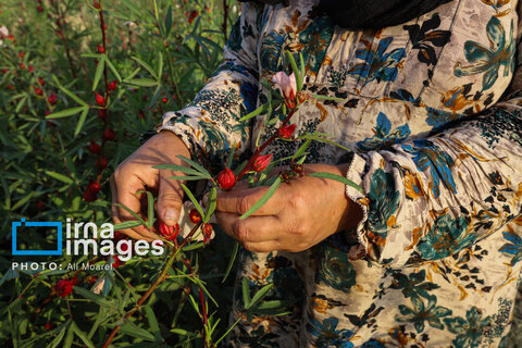 عکس | برداشت چای قرمز در روستای علوه