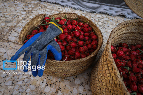 عکس | برداشت چای قرمز در روستای علوه