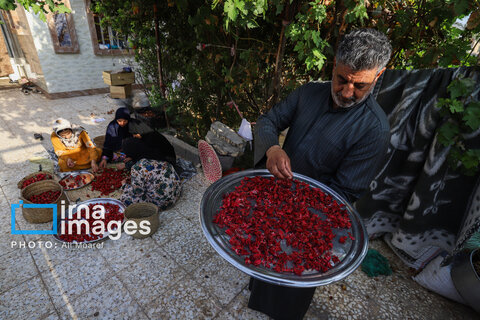 عکس | برداشت چای قرمز در روستای علوه
