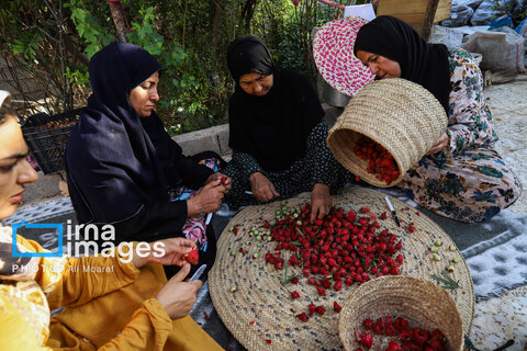 عکس | برداشت چای قرمز در روستای علوه