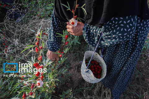 عکس | برداشت چای قرمز در روستای علوه