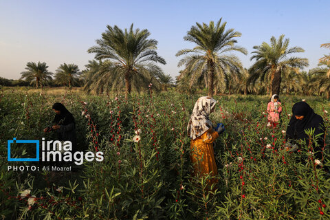 عکس | برداشت چای قرمز در روستای علوه