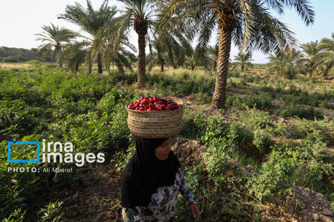 عکس | برداشت چای قرمز در روستای علوه