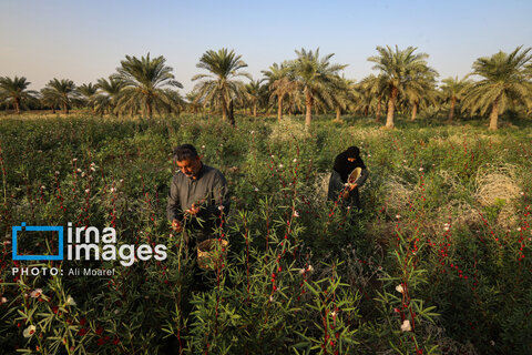 عکس | برداشت چای قرمز در روستای علوه