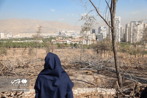 عکس | درختان چیتگر؛ در جدال آفت و کم‌آبی