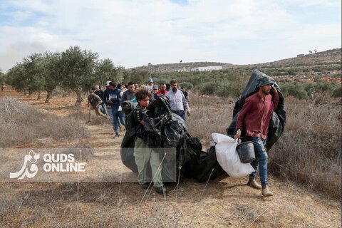 عکس | حمله شهرک‌نشینان صهیونیست به فلسطینی‌ها هنگام برداشت زیتون