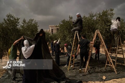 عکس | حمله شهرک‌نشینان صهیونیست به فلسطینی‌ها هنگام برداشت زیتون