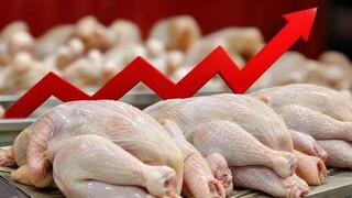 فیلم | افزایش قیمت مرغ طبیعی است
