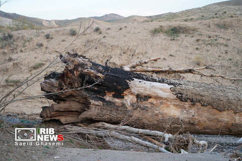 عکس | تشکیل پرونده قضایی در پی قطع درخت چنار کهن سال اهر