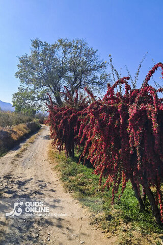 عکس | تصاویری از برداشت محصول زرشک در روستای زیبای «پیشبر» شهرستان زیرکوه