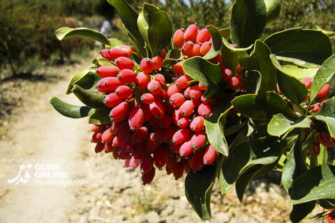 عکس | تصاویری از برداشت محصول زرشک در روستای زیبای «پیشبر» شهرستان زیرکوه