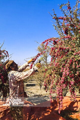 عکس | تصاویری از برداشت محصول زرشک در روستای زیبای «پیشبر» شهرستان زیرکوه
