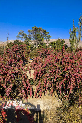 عکس | تصاویری از برداشت محصول زرشک در روستای زیبای «پیشبر» شهرستان زیرکوه