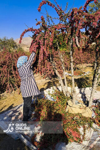 عکس | تصاویری از برداشت محصول زرشک در روستای زیبای «پیشبر» شهرستان زیرکوه