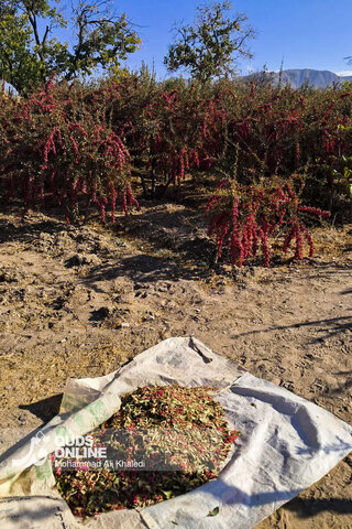 عکس | تصاویری از برداشت محصول زرشک در روستای زیبای «پیشبر» شهرستان زیرکوه