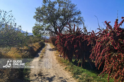 عکس | تصاویری از برداشت محصول زرشک در روستای زیبای «پیشبر» شهرستان زیرکوه