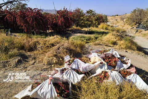 عکس | تصاویری از برداشت محصول زرشک در روستای زیبای «پیشبر» شهرستان زیرکوه