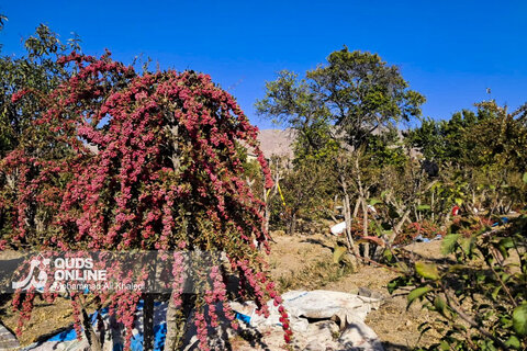 عکس | تصاویری از برداشت محصول زرشک در روستای زیبای «پیشبر» شهرستان زیرکوه
