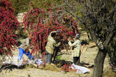 عکس | تصاویری از برداشت محصول زرشک در روستای «پیشبر» شهرستان زیرکوه