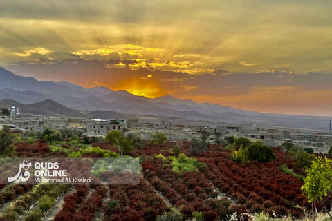 عکس | تصاویری از برداشت محصول زرشک در روستای زیبای «پیشبر» شهرستان زیرکوه