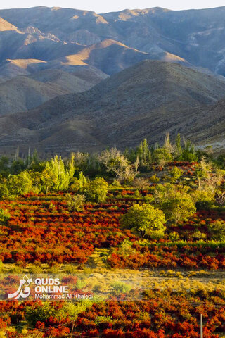 عکس | تصاویری از برداشت محصول زرشک در روستای زیبای «پیشبر» شهرستان زیرکوه