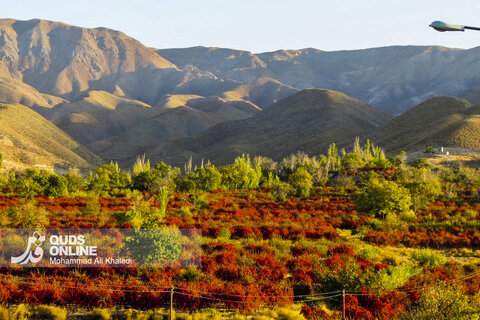 عکس | تصاویری از برداشت محصول زرشک در روستای زیبای «پیشبر» شهرستان زیرکوه