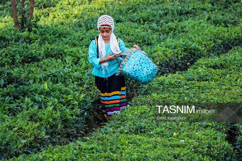 برداشت چای در رحیم آباد گیلان
