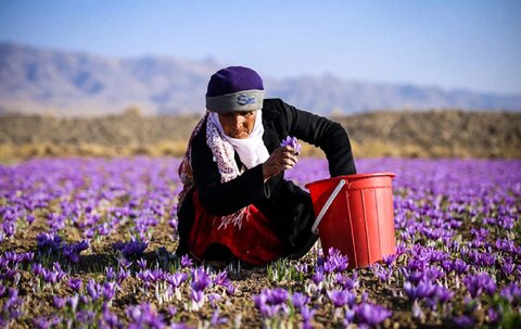 آغاز برداشت گل زعفران؛ فصل شکوفایی طلای سرخ