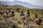آغاز کوچ پاییزه عشایر خراسان رضوی به مناطق قشلاقی